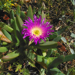 Carpobrotus chilensis