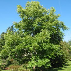 Carya illinoinensis cv missouri hardy