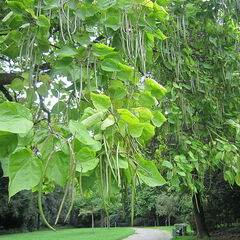 Catalpa bignonioides