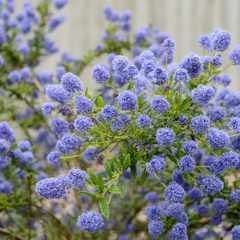 Ceanothus concha