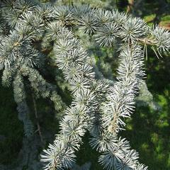 Cedrus atlantica