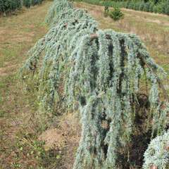 Cedrus atlantica glauca