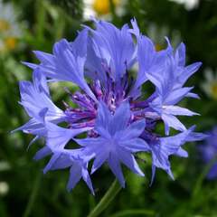 Centaurea cyanus