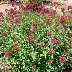 Centranthus ruber