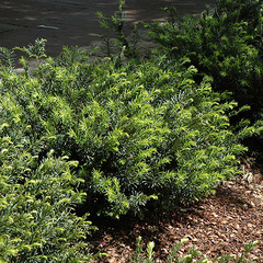 Cephalotaxus harringtonia yewtopia