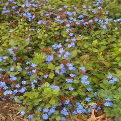 Ceratostigma plumaginoides