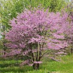 Cercis canadensis