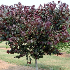 Cercis canadensis merlot