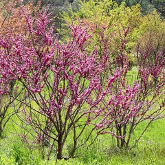 Cercis chinensis