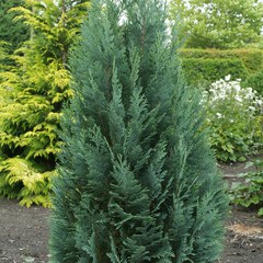 Chamaecyparis lawsoniana