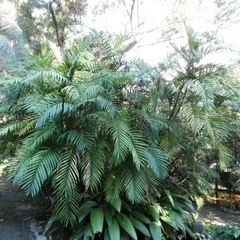 Chamaedorea microspadix