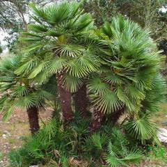 Chamaerops humilis