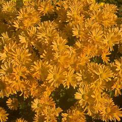 Chrysanthemum bolero