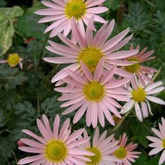 Chrysanthemum celo pink