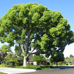 Cinnamomum camphora