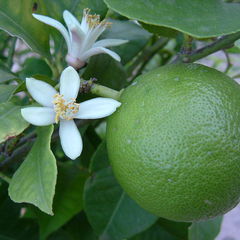 Citrus aurantifolia