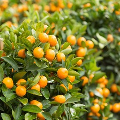 Citrus japonica