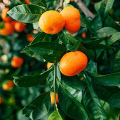 Citrus reticulata tango