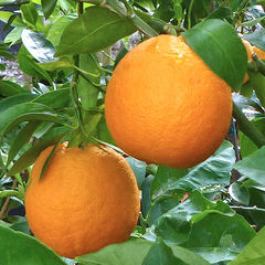 Citrus sinensis