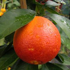 Citrus sinensis sanguinelli
