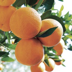 Citrus sinensis valencia