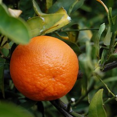 Citrus tangerina