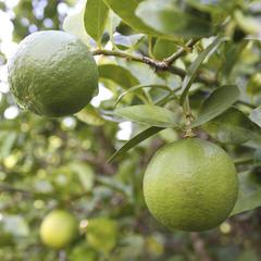 Citrus thornless key lime