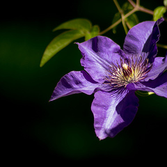 Clematis