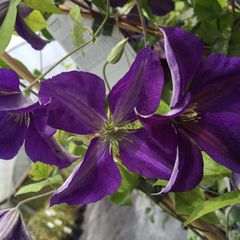 Clematis jackmanii superba