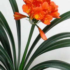 Clivia miniata