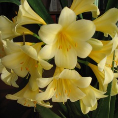 Clivia miniata yellow charm
