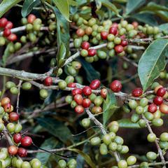 Coffea arabica