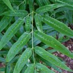 Coniogramme japonica