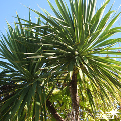 Cordyline australis