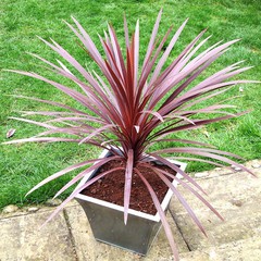 Cordyline australis red star