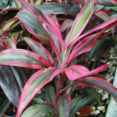 Cordyline fruticosa