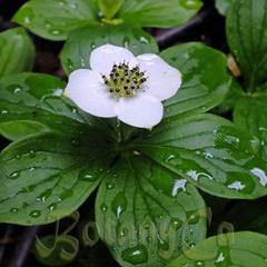 Cornus canadensis