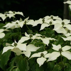 Cornus florida