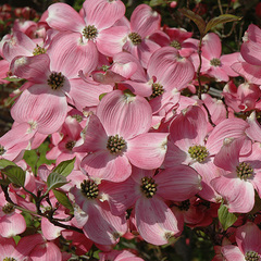 Cornus florida cherokee brave