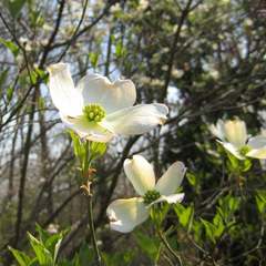 Cornus florida cherokee princess