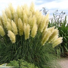 Cortaderia selloana