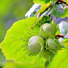 Corylus avellana
