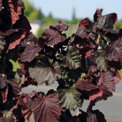 Corylus avellana red dragon