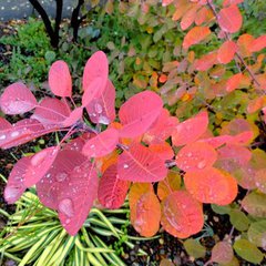 Cotinus coggygria royal purple