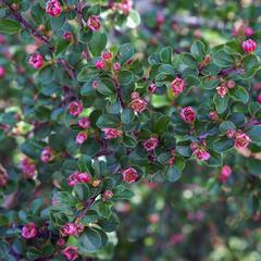 Cotoneaster apiculatus