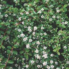 Cotoneaster dammeri coral beauty