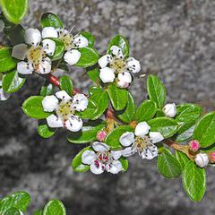 Cotoneaster horizontalis