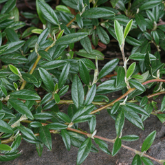 Cotoneaster salicifolius repens