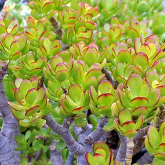 Crassula ovuta