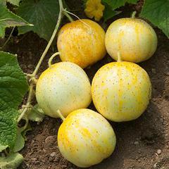 Cucumis sativis lemon